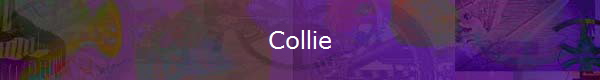 Collie